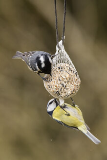 Deutschland, Hessen, Blaumeise und Kohlmeise am Vogelfutterhäuschen - SR000035