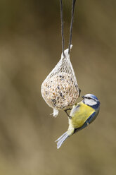 Germany, Hesse, Blue tit on bird feeder - SR000036