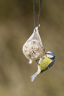 Deutschland, Hessen, Blaumeise am Vogelfutterhäuschen - SR000036