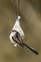 Germany, Hesse, Long-tailed Tit on bird feeder - SRF000050