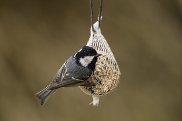 Germany, Hesse, Coal tit on bird feeder - SR000051