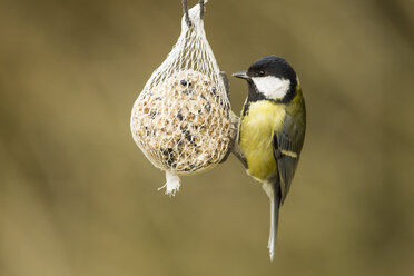 Germany, Hesse, Great tit on bird feeder - SR000042