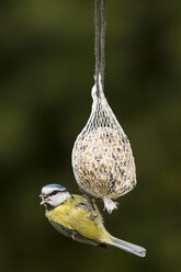 Germany, Hesse, Blue tit on bird feeder - SRF000052