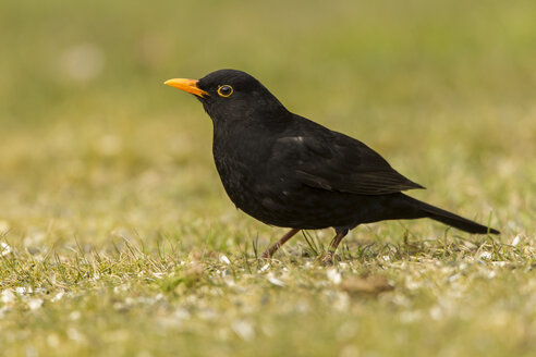 Deutschland, Hessen, Amsel auf Gras sitzend - SR000045