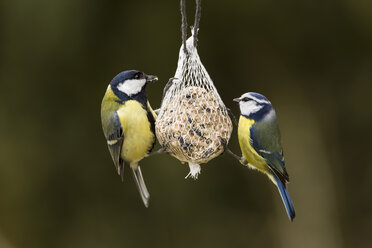 Germany, Hesse, Great tit and blue tit on bird feeder - SR000054