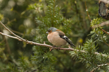 Germany, Hesse, Chaffinch perching on branch - SR000046