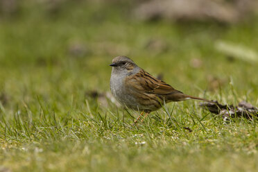 Germany, Hesse, Dunnock perching on grass - SR000047