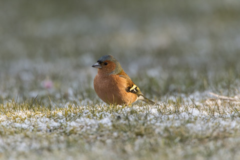 Germany, Hesse, Chaffinch bird perching on grass stock photo