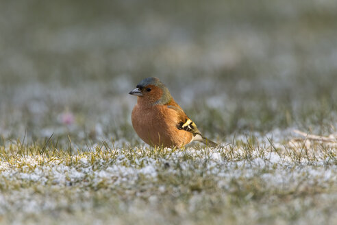 Germany, Hesse, Chaffinch bird perching on grass - SR000056