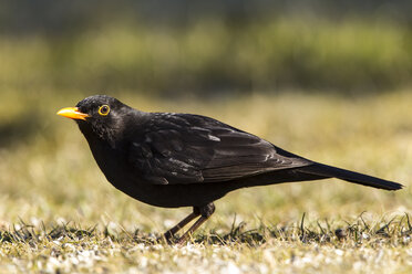 Germany, Hesse, Blackbird perching on grass - SR000039