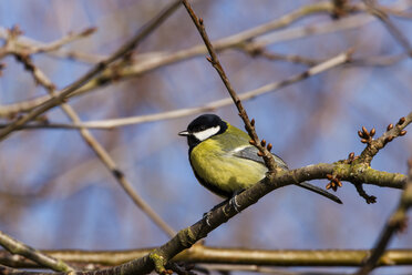 Germany, Hesse, Great tit perching on branch - SR000037