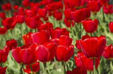 Deutschland, Hamburg, Rote Tulpe im Frühling im Park Planten un Blomen - ALE000033