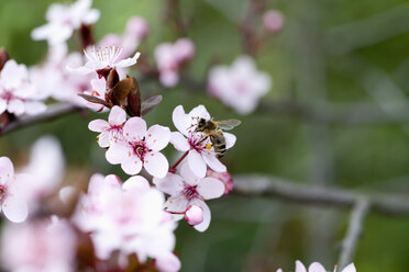 Deutschland, Würzburg, Honigbiene auf Kirschblüte - NDF000386