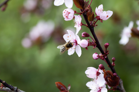 Deutschland, Würzburg, Honigbiene auf Kirschblüte, lizenzfreies Stockfoto