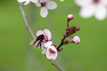 Deutschland, Würzburg, Hummel auf Kirschblüte - NDF000388