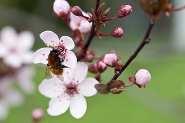 Deutschland, Würzburg, Hummel auf Kirschblüte - NDF000389