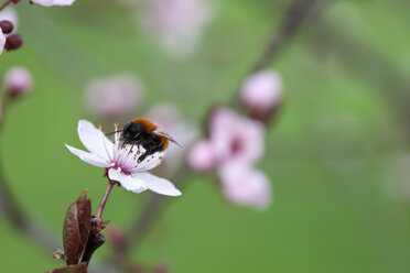 Deutschland, Würzburg, Hummel auf Kirschblüte - NDF000390