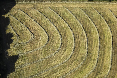 Deutschland, Ansicht der Strukturen auf dem Feld - FBF000047