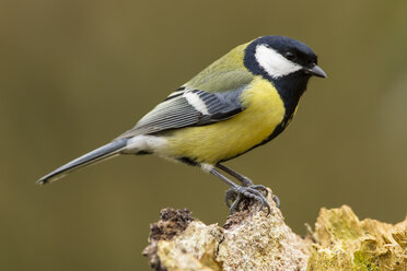 Germany, Hesse, Great tit perching on tree trunk - SRF000066