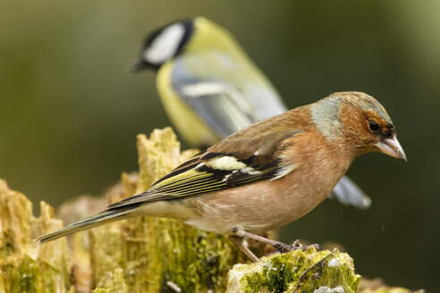 Germany, Hesse, Chaffinch perching on tree trunk - SRF000070