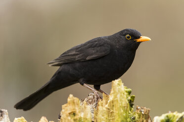 Deutschland, Hessen, Amsel auf Baum sitzend - SRF000058