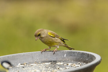 Germany, Hesse, Greenfinch perching on bird feeder - SRF000073