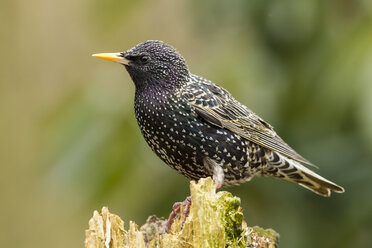 Germany, Hesse, Starling perching on tree trunk - SRF000057