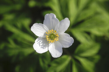 Germany, Wood Anemone flower, close up - JT000374