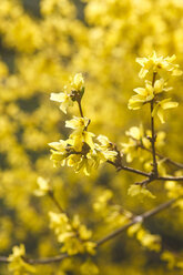 Deutschland, Forsythia suspensa, Nahaufnahme - JT000373