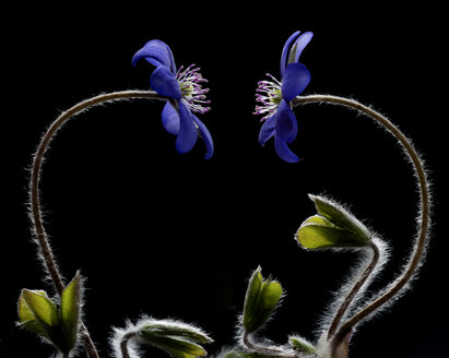 Austria, Two liverwort flower against black background - CW000040