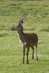 Germany, Bavaria, Red deer in meadow - CR002400