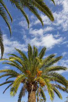 Spanien, Gran Canaria, Dattelpalme gegen Himmel - MABF000011