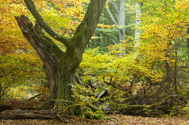 Germany, Hesse, Decayed beech tree in autumnal Sababurg forest - CB000052