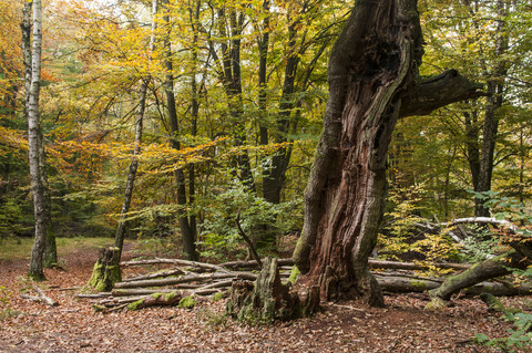 Deutschland, Hessen, Verfaulte Buche im herbstlichen Sababurgwald, lizenzfreies Stockfoto