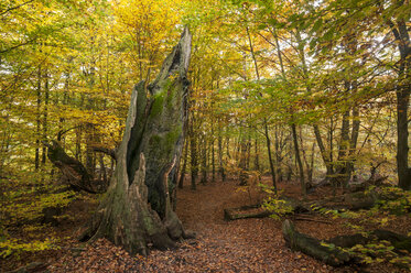 Germany, Hesse, Decayed beech tree in autumnal Sababurg forest - CB000056
