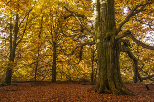 Deutschland, Hessen, Buche im Herbst im Sababurger Wald - CB000048