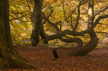 Germany, Hesse, Beech tree in autumn at Sababurg forest - CB000047