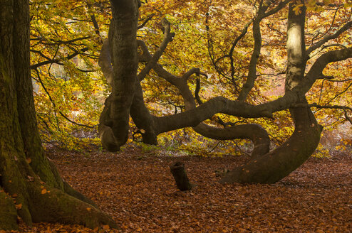 Deutschland, Hessen, Buche im Herbst im Sababurger Wald - CB000047