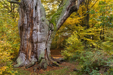 Germany, Hesse, Oak tree in autumn at Jungle Sababurg - CB000046