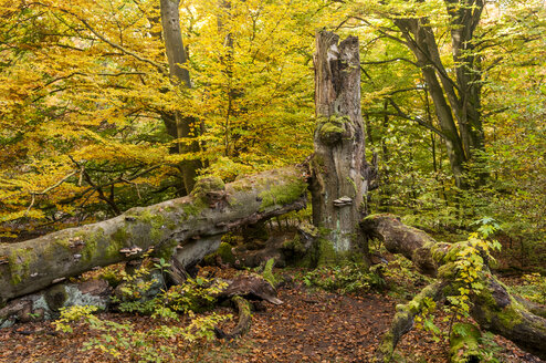 Deutschland, Hessen, Buche im Herbst im Sababurger Wald - CB000045