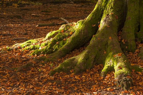 Deutschland, Hessen, Vermooster Stamm einer alten Buche im Herbst im Sababurger Wald - CB000044