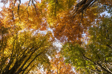 Deutschland, Hessen, Herbstbäume im Sababurger Wald - CB000055