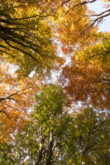 Deutschland, Hessen, Herbstbäume im Sababurger Wald - CB000054