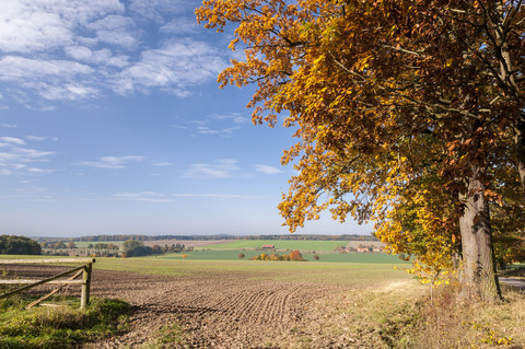 Deutschland, Hessen, Ackerland im Herbst mit Eiche im Vordergrund, lizenzfreies Stockfoto