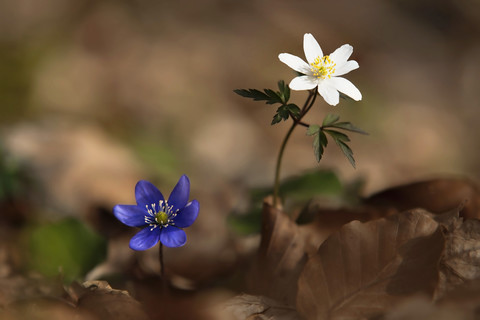 Deutschland, Hepatica nobilis, Anemone nemorosa, Nahaufnahme, lizenzfreies Stockfoto