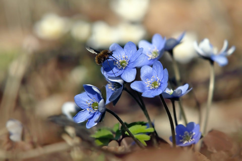 Leberblümchen Blüte, Nahaufnahme, lizenzfreies Stockfoto