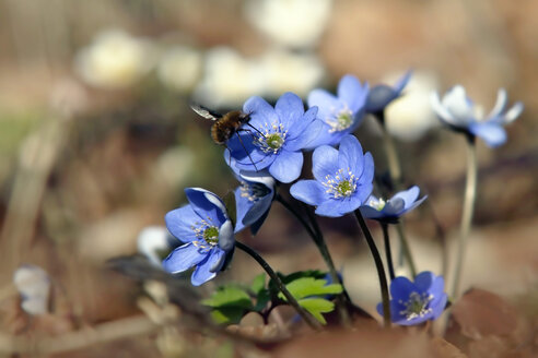 Leberblümchen Blüte, Nahaufnahme - BSTF000038