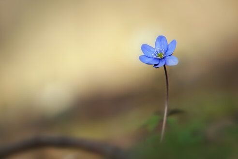 Leberblümchen Blüte, Nahaufnahme - BSTF000041