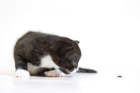 Katze gegen Spinne auf weißem Hintergrund, Nahaufnahme - PAF000010