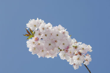 Deutschland, Bayern, Japanische Kirschblüte gegen blauen Himmel - CRF002408